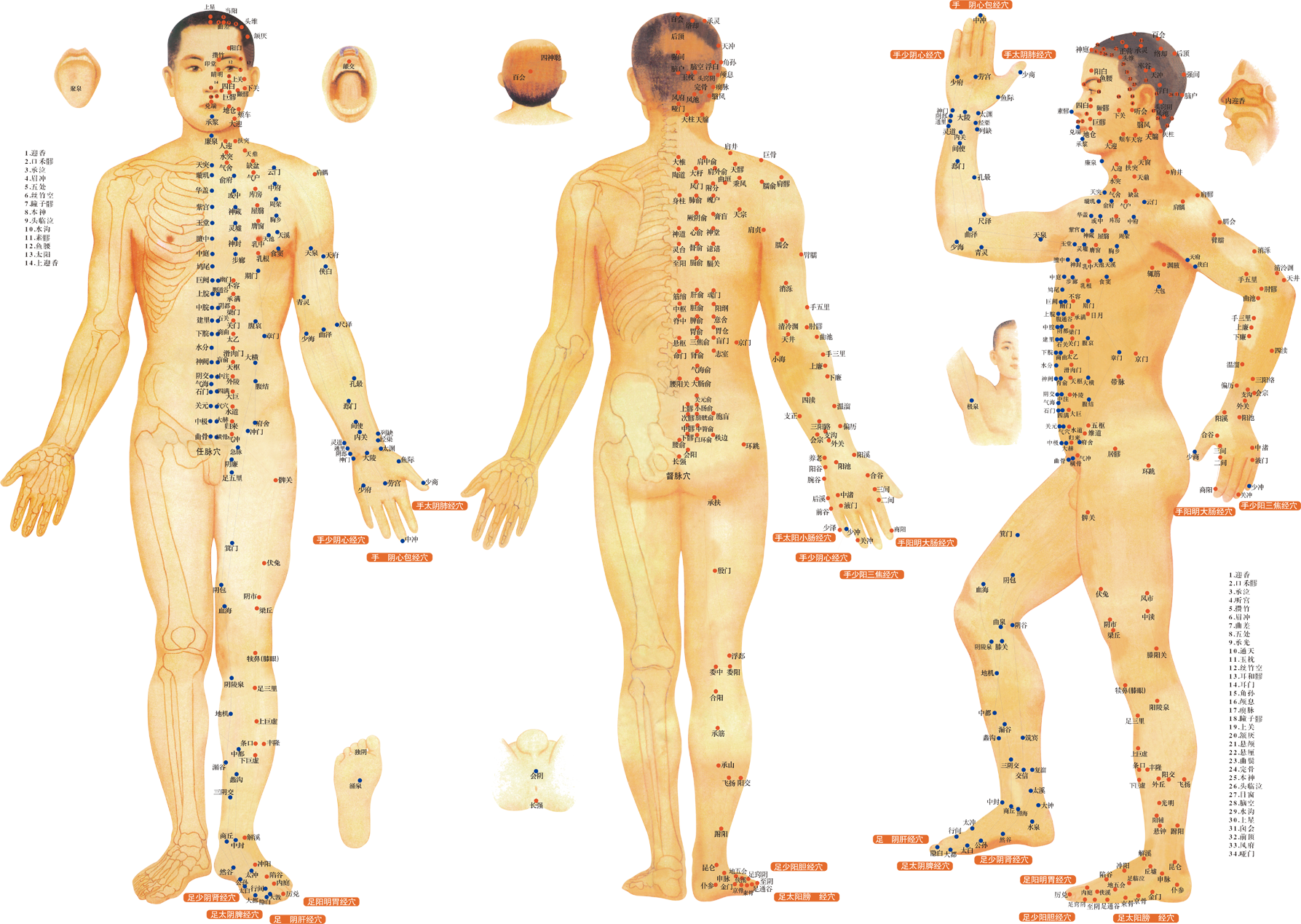 kisspng-acupuncture-meridian-traditional-chinese-medicine-point-table-5a891f7aa406c0.7371967415189359306719 Akupunktur